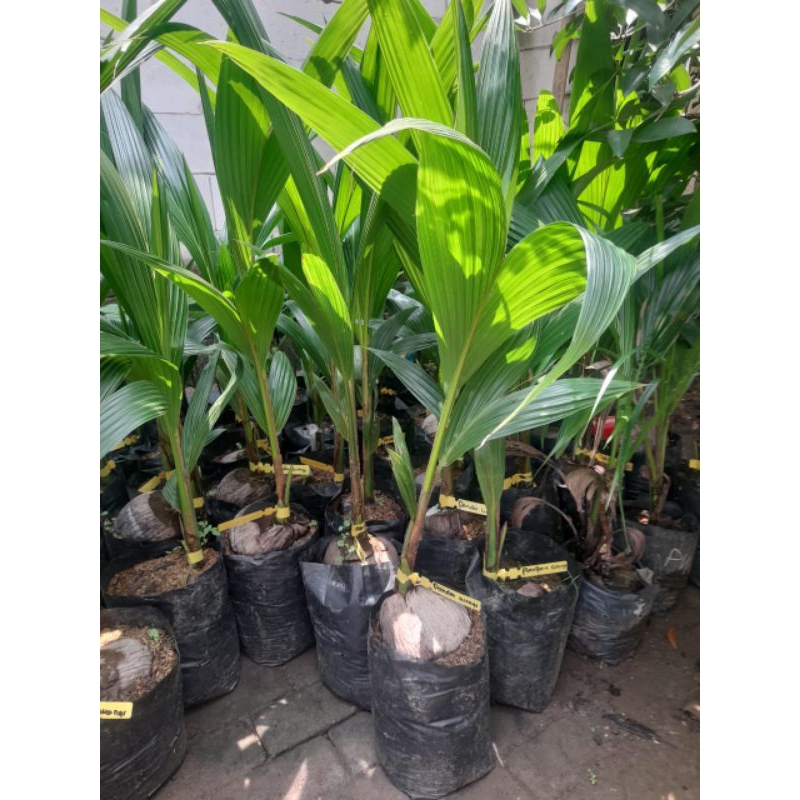 

bibit kelapa pandan wangi