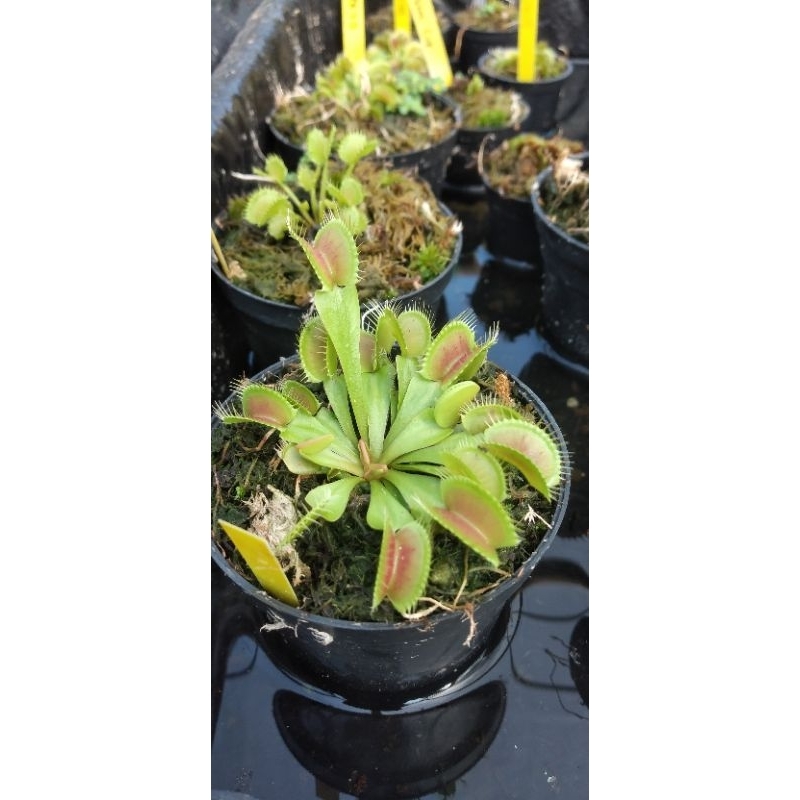 tanaman karnivora venus flytrap DCXL