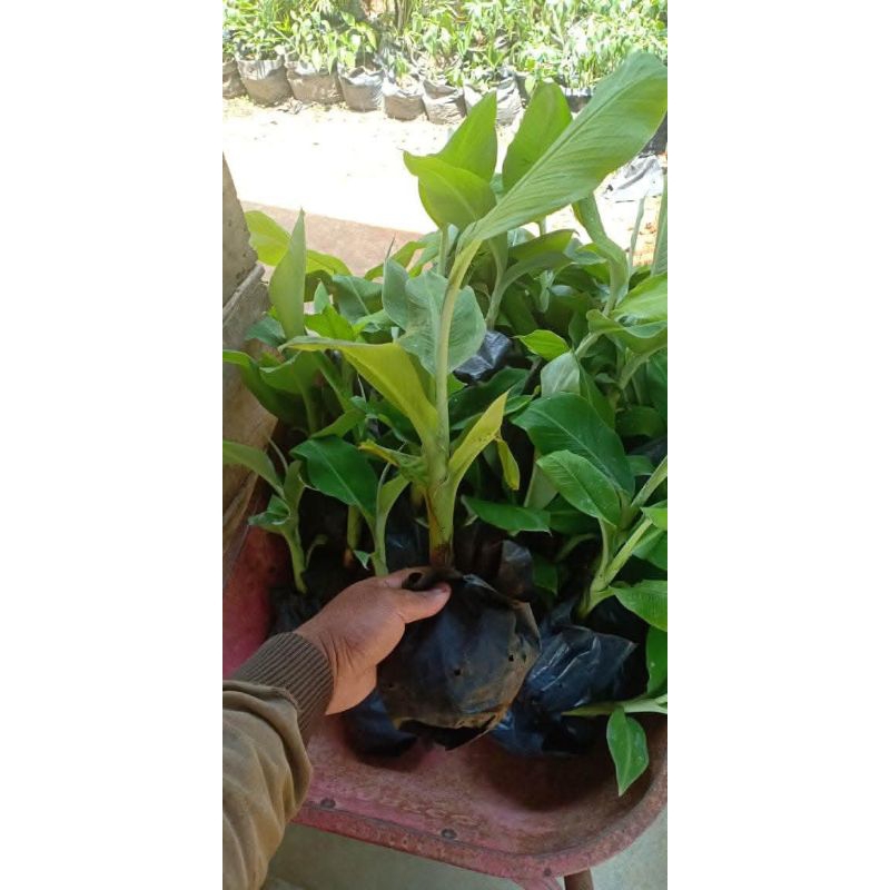 bibit pohon pisang tanduk super / bibit pisang tanduk