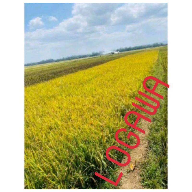 benih padi logawa super