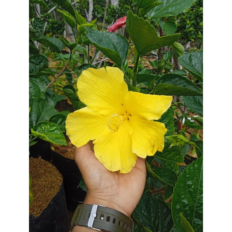 bunga sepatu bangkok kuning tanaman hias Hibiscus