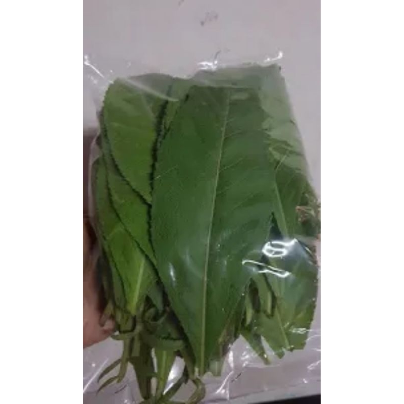 

Daun Sembung Segar 100 Gram Isi Sekitar 40-60Lembar Daun