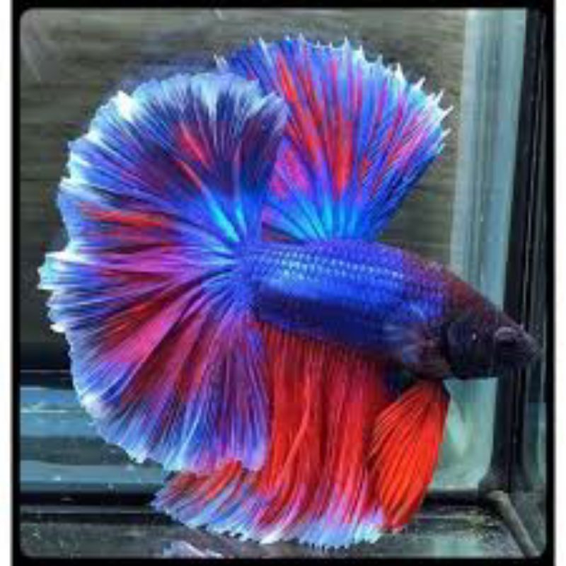 Dekorasi Hiasan Aquarium HM cupang sz M L