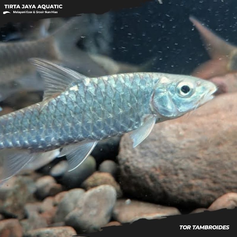 MAHSER BLUE TOR TAMBROIDES