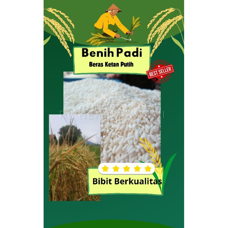 

Bibit padi ketan putih kualitas unggul - 1 kg