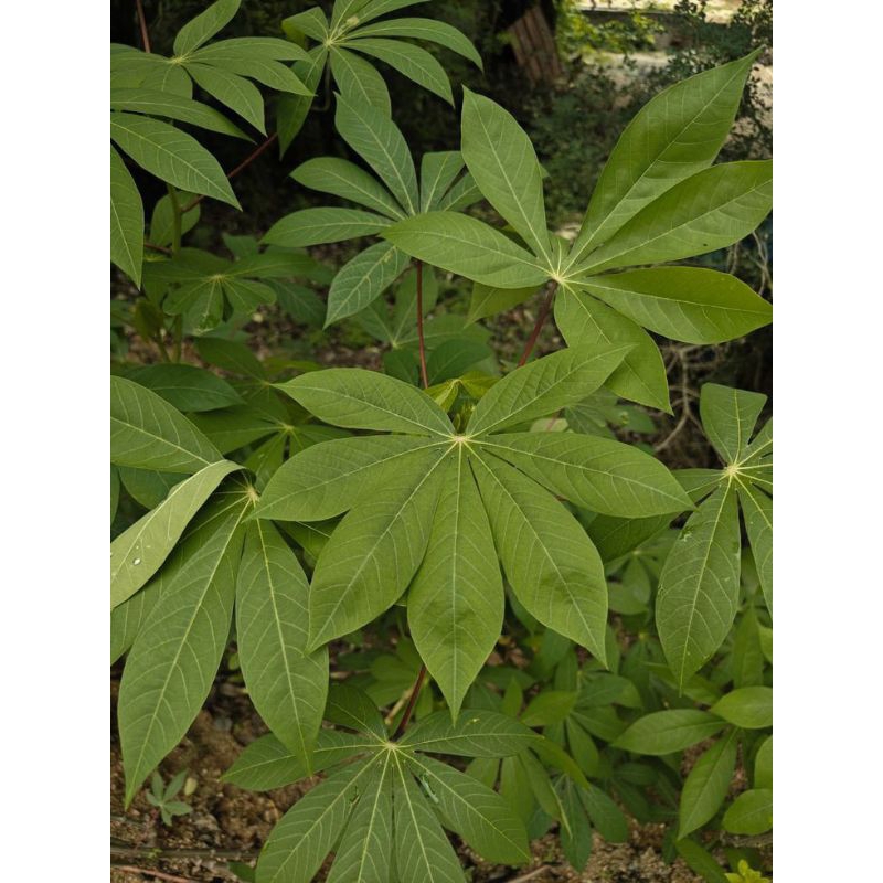 

Daun singkong seger periket