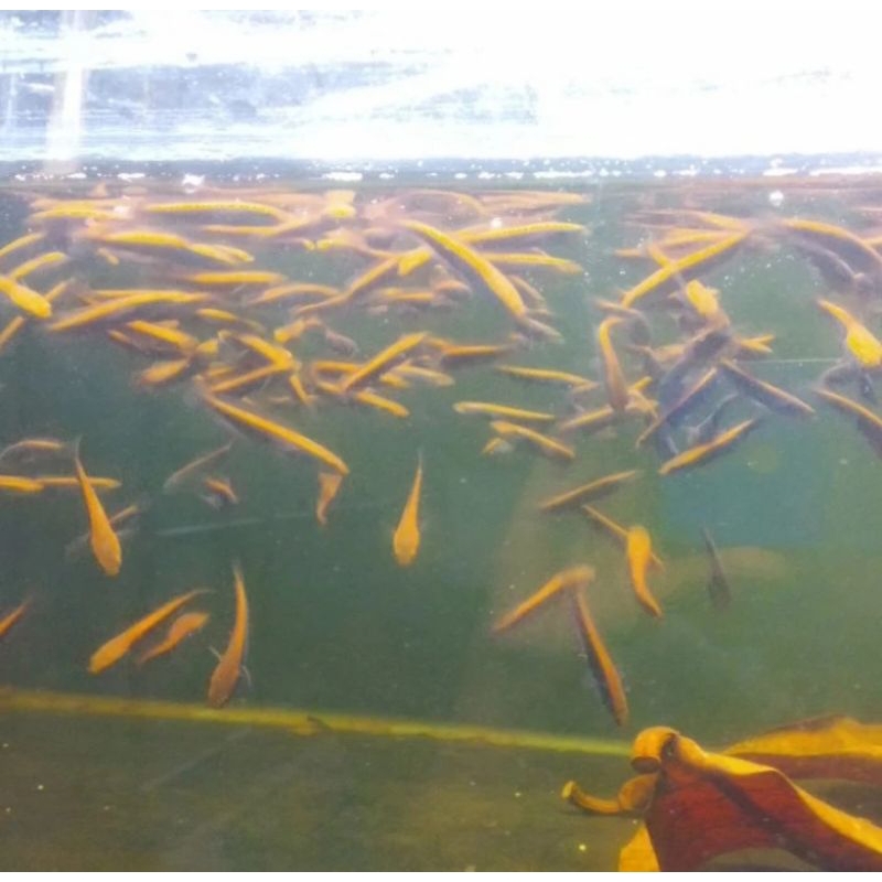 CHANA RED BARITO UKURAN 13-15 CM