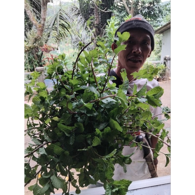 

Hemat daun mint segar organik