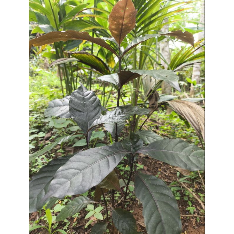 

Daun Ungu Atau Handeuleum Daun kopi Hitam segar Termurah