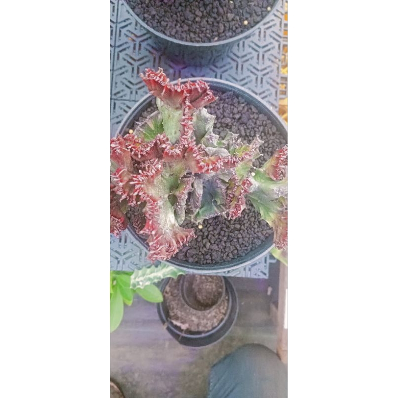 euphorbia lactea Merah