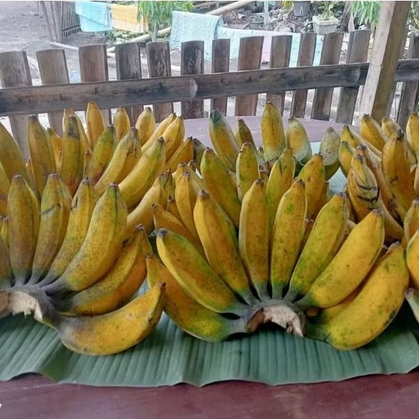

PISANG RAJA BULU 1 SISIR