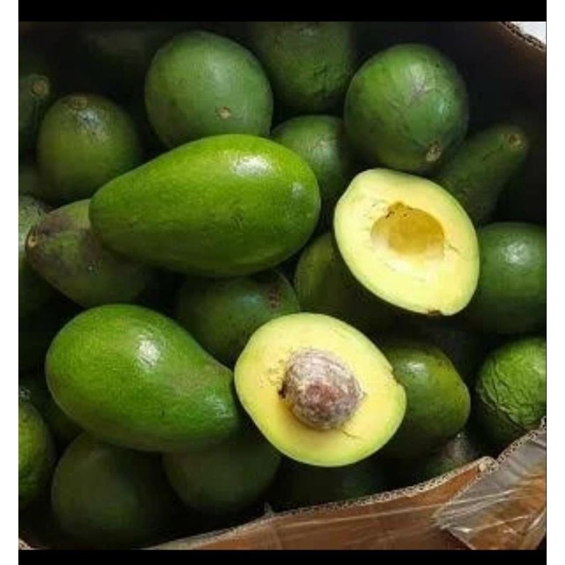 

RB Alpukat Mentega 1kg Isi 3 - 4 Butir Kuning Dagingnya Tebal