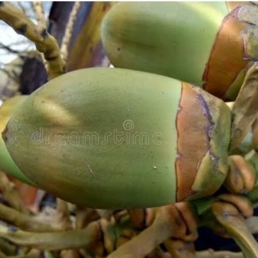 

silahkan Bisa COD New Promo Buruluk - Mbuluk - Tembuluk obat herbal diabetes per 10 pcs Terlaris...