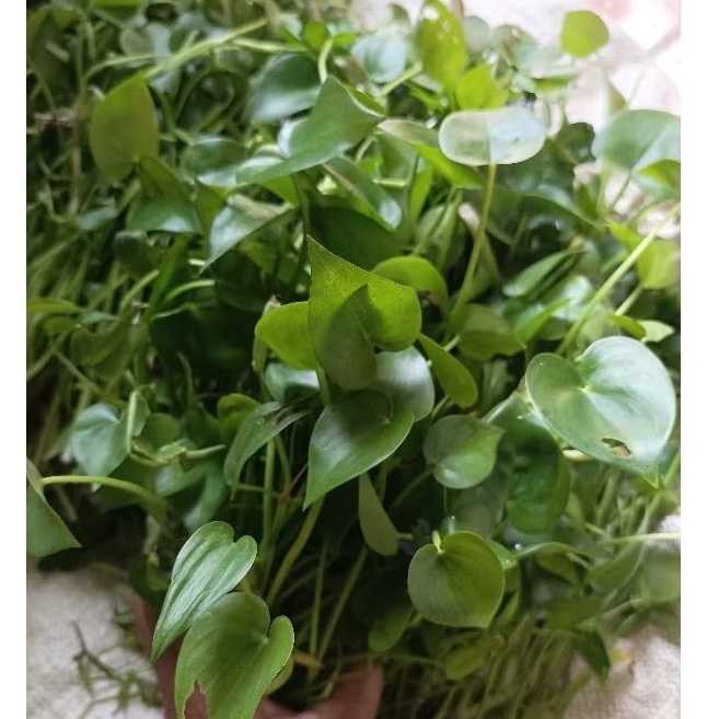 Eceng sawah eceng lalapan per 500 gram