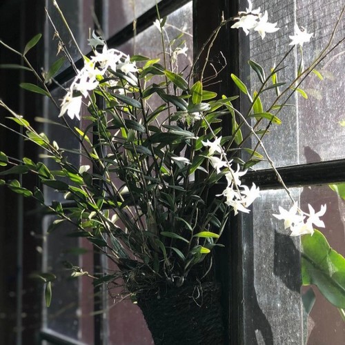 Promo Anggrek dendrobium merpati dewasa (rimbun)