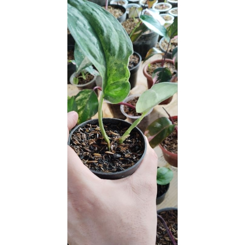 scindapsus bahorok varigata