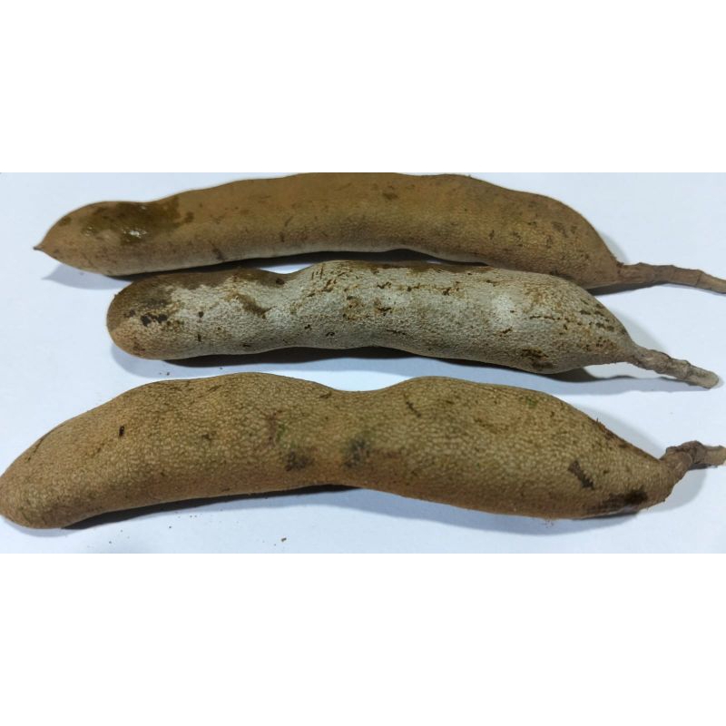 Asam Jawa Mentah Segar Fresh 1Kg / Asem Kulit