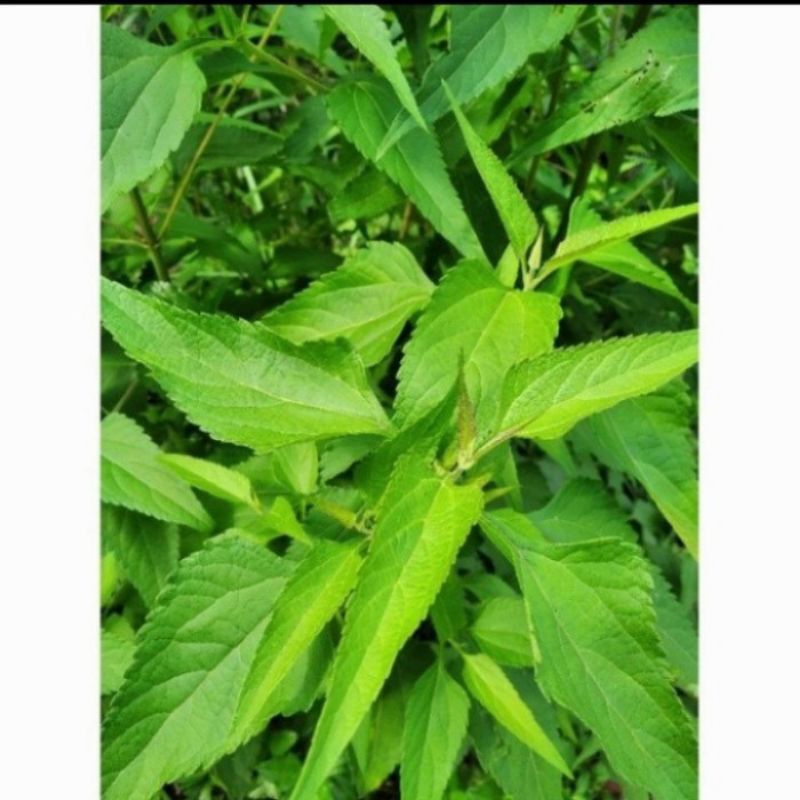 

Daun kirinyuh daun meringgo daun kopasanda daun balakacida segar daun herbal kirinyuh 250gram