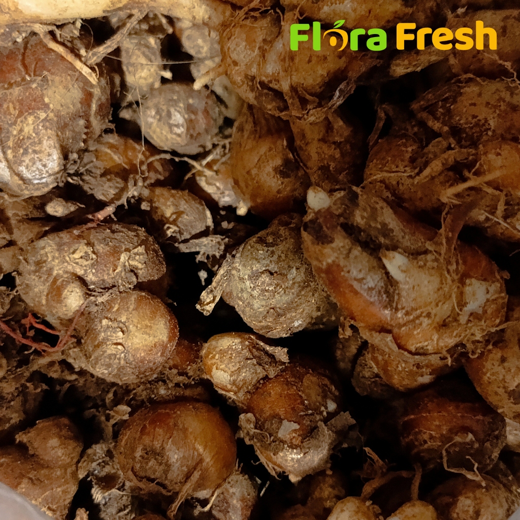 

Kencur 100 Gram Flora Fresh