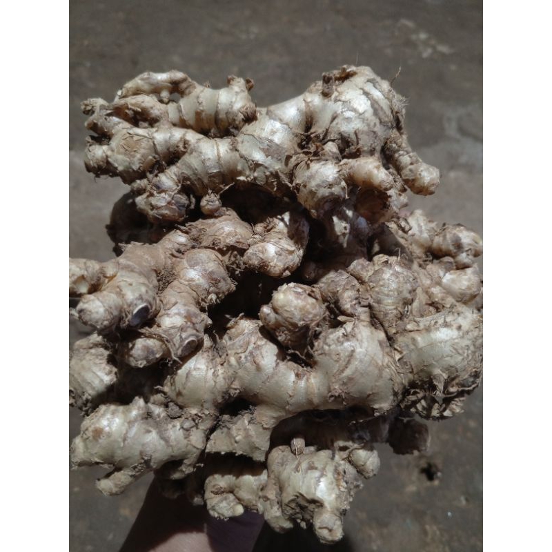 

Jahe emprit super fresh (sudah cuci bersih)1kg