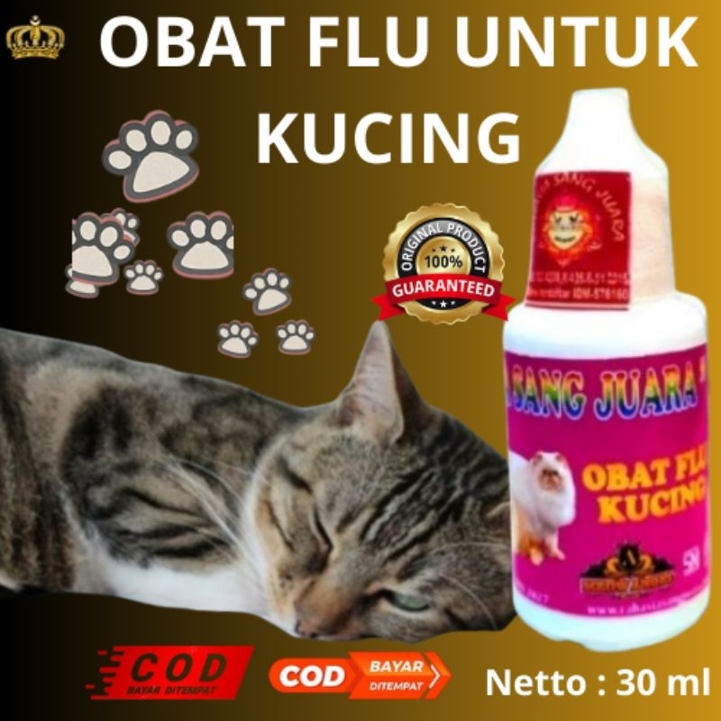 OBAT FLU UNTUK KUCING