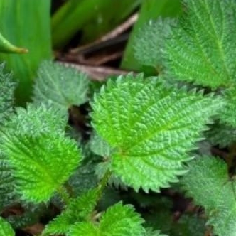 

Daun Jelatang / Daun Pulus Segar 300gram Baru Petik Original