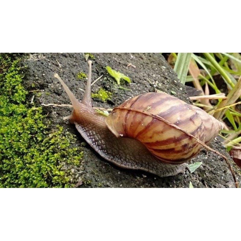 lissachatina fulica bekicot keong siput darat| untuk peliharaan display