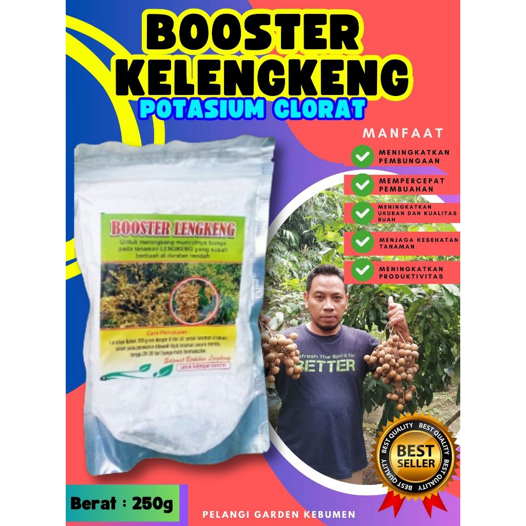 UNGGULAN  Boster Kelengkeng Siap Berbuah, Boster Kelengkeng Stek