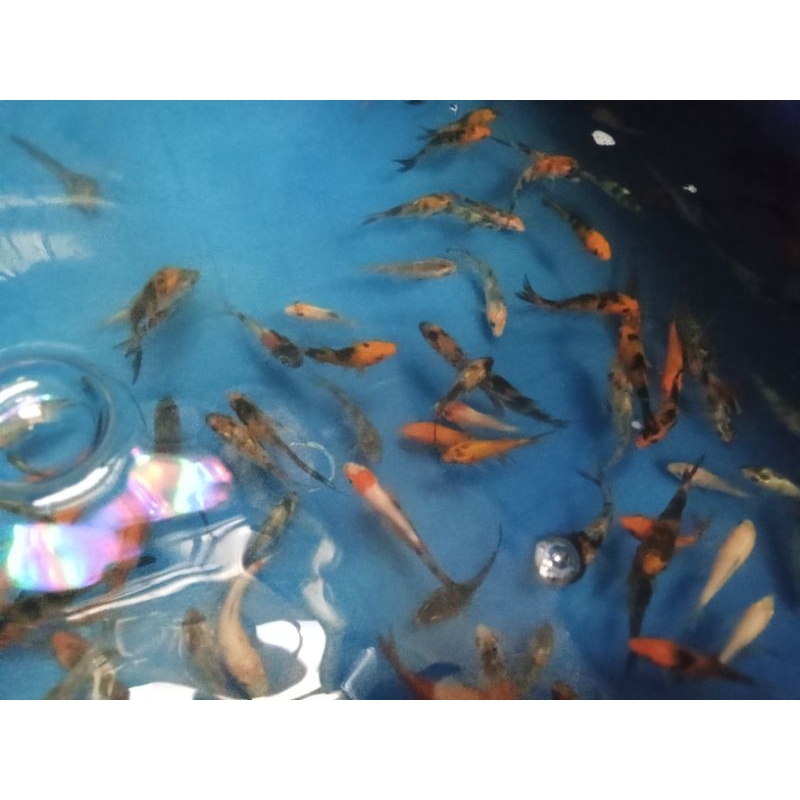 koi Showa / Shiro ( instan saja)