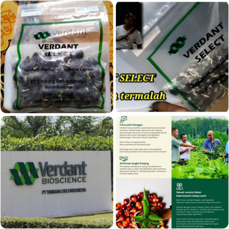 

KECAMBAH SAWIT VERDAN SELEC