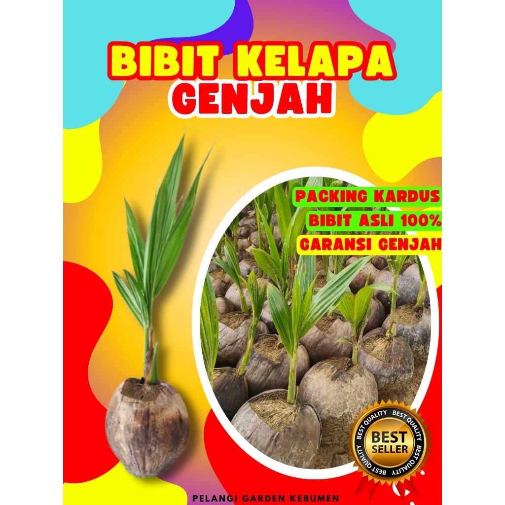 TERBAIK.. Tanaman Kelapa Kopyor Besar, Tanaman Kelapa Kopyor Genjah, Tanaman Kelapa Kopyor Genjah Pa