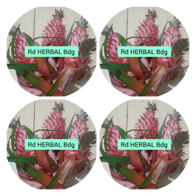 

Buah nanas merah 300gram nanas hutan segar