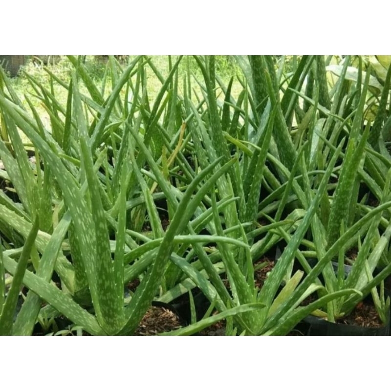 Bibit lidah buaya/Lidah buaya jumbo/lidah buaya super