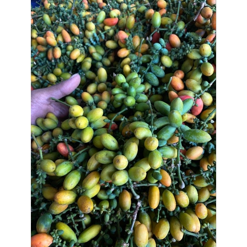 

Melinjo mentan SEGAR baru petik