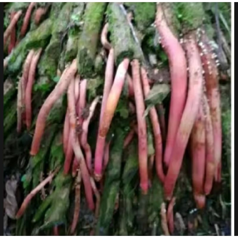 

Akar pinang/ akar jame/akar muda 1 kg