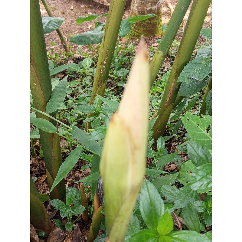 

jual bunga kecombrang/honye segar/mentah 500gram