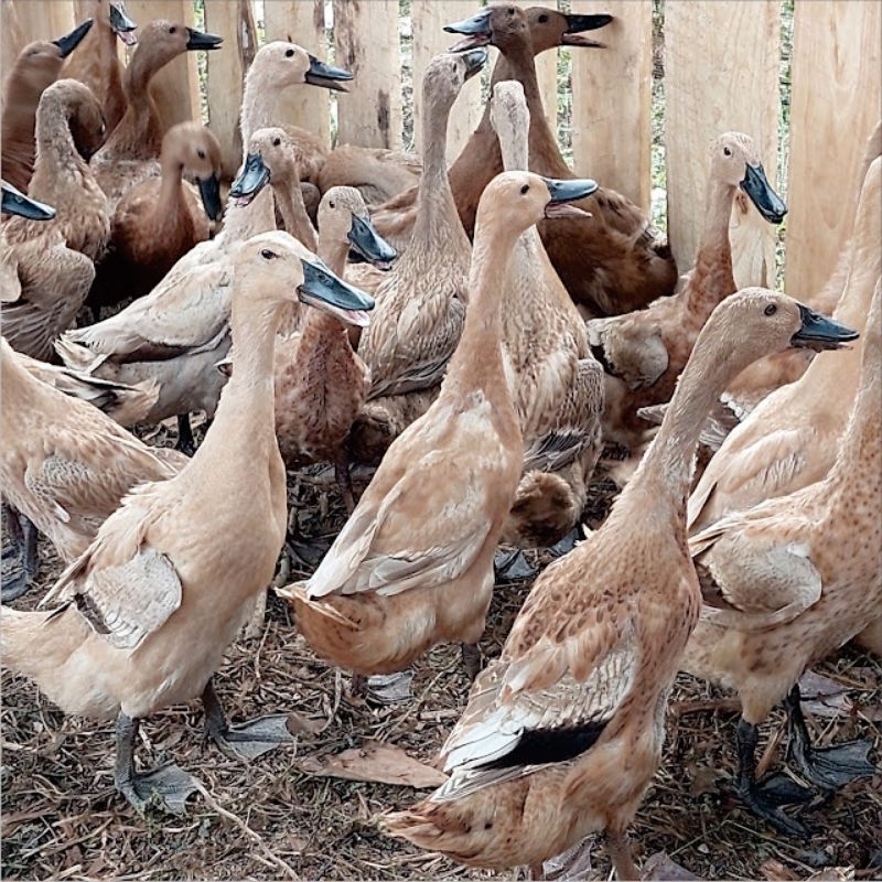 

Telur Tetas Bebek Sumatera Fertil Buat di Tetaskan