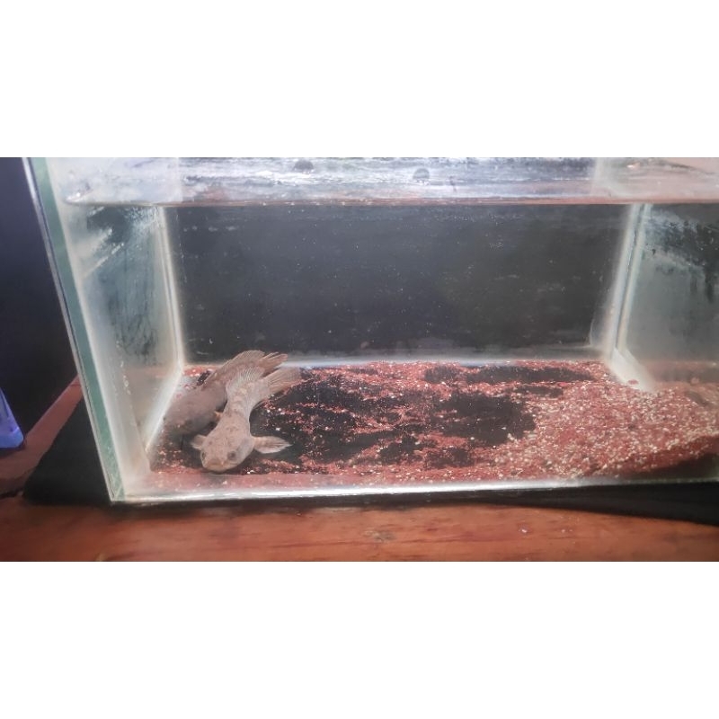 Channa Limbata Pair sudah proven