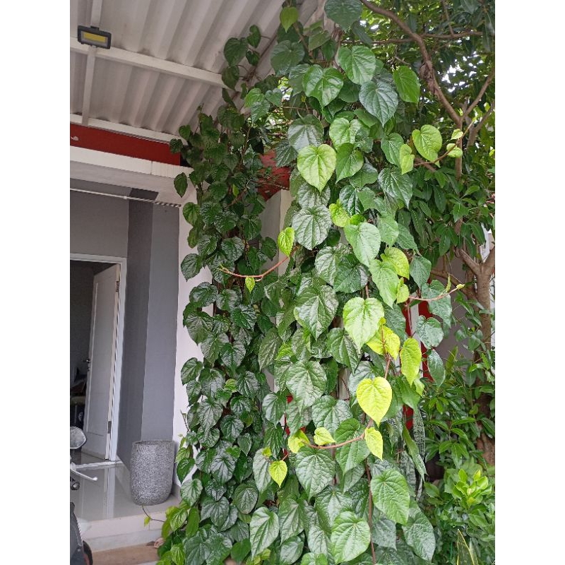 

Daun sirih segar dipetik setelah pesanan masuk