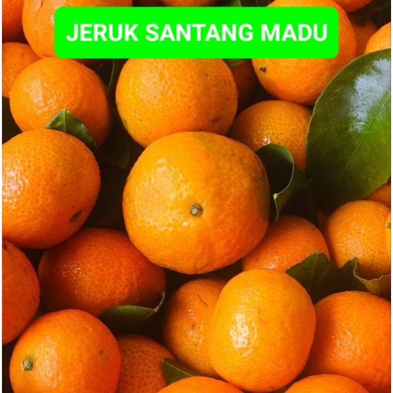 JERUK SANTANG MADU BUAH SEGAR RASA MANIS ISI 1 KG