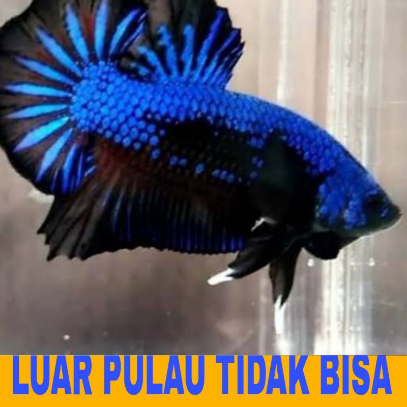 hiasan cupang plakat dragon bergaransi