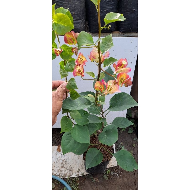 bibit bougenville import (ORI)