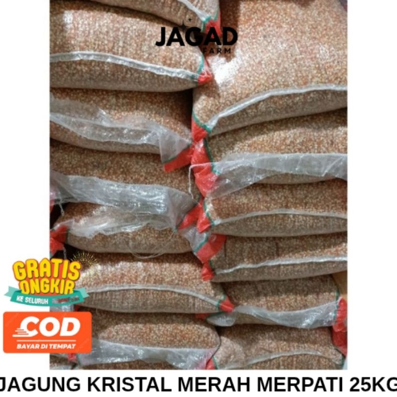JAGUNG KRISTAL MERAH MERPATI KEMASAN 25KG Untuk Pakan Burung Dan Ternak Lainnya Harga Lebih Hemat