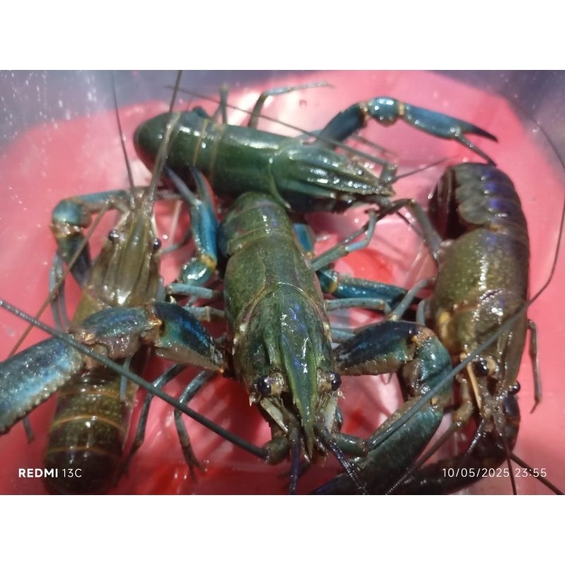 

Lobster Tawar Hidup Konsumsi 5inch Fresh Untuk Resto/Catering/Konsumsi