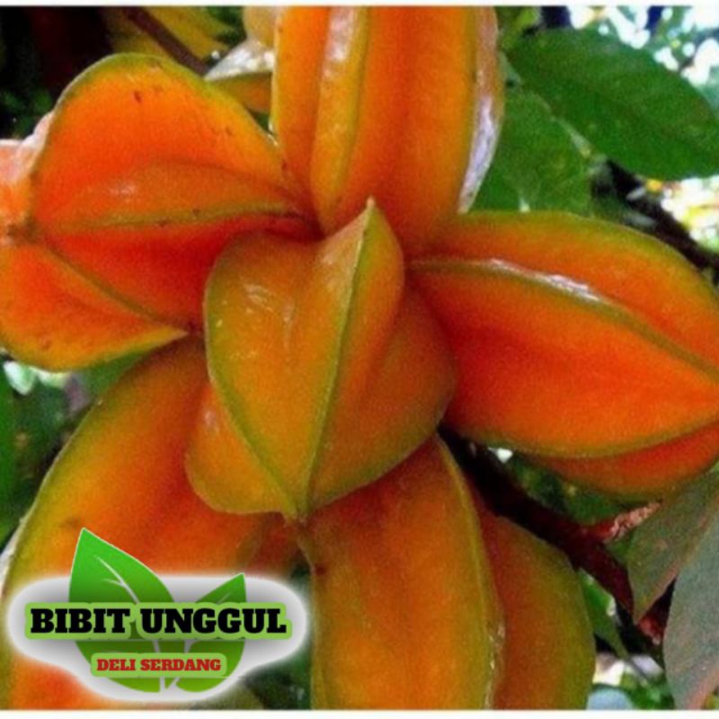 Bibit Belimbing Madu Jumbo