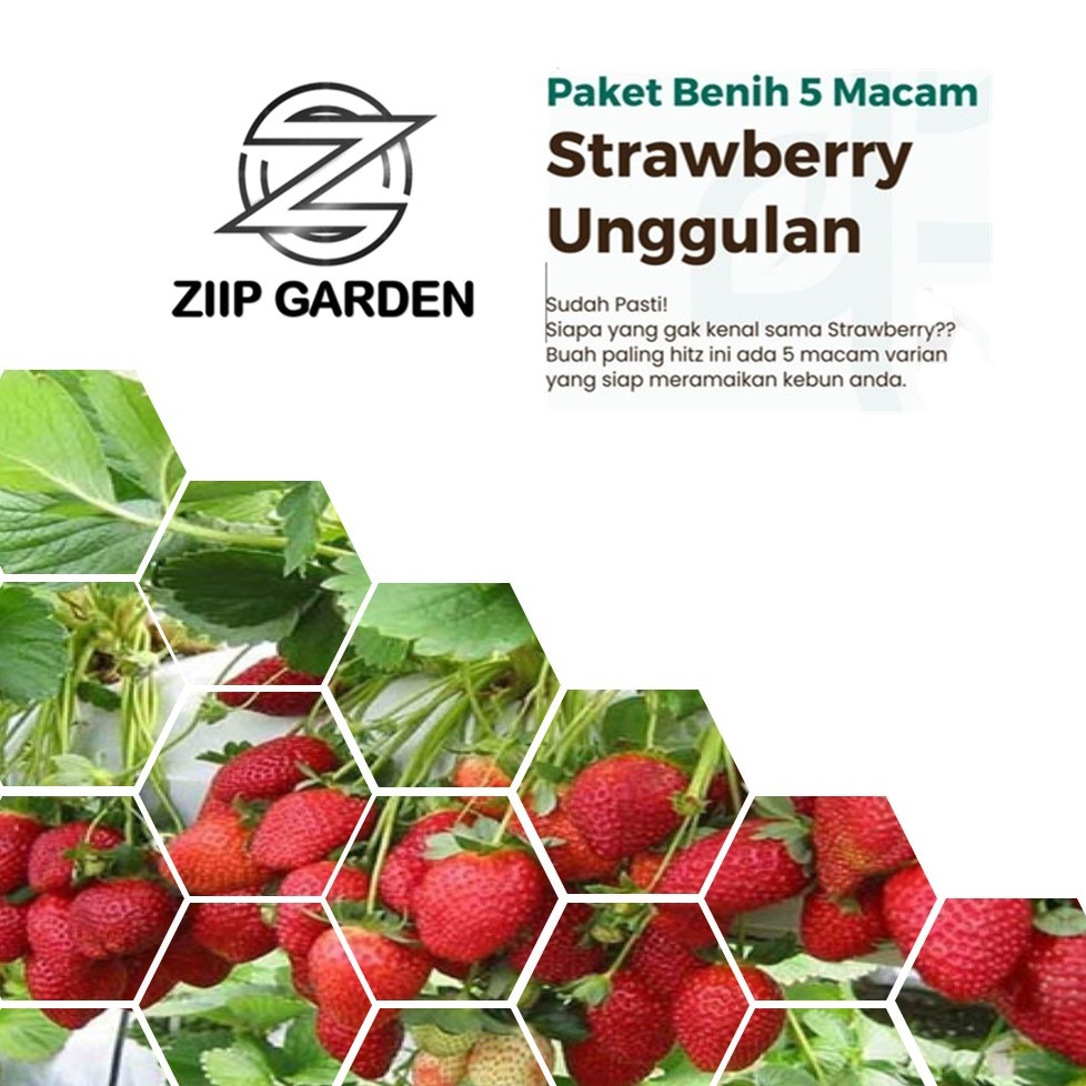 Benih Buah Strawberry California Unggul