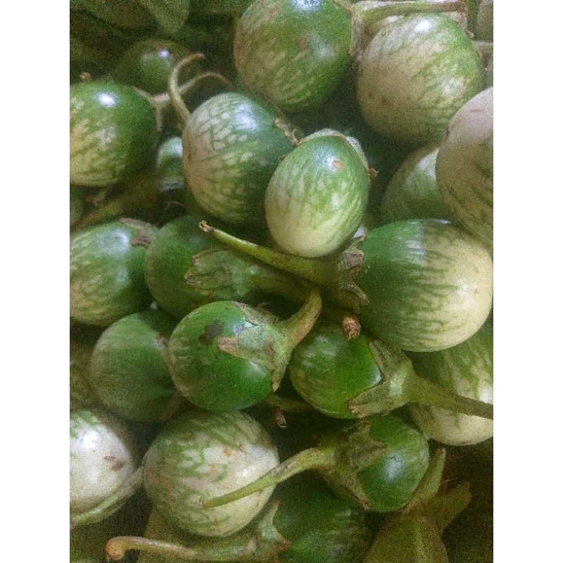 

Terong bulat, Terong lalap Sayur segar sayuran segar