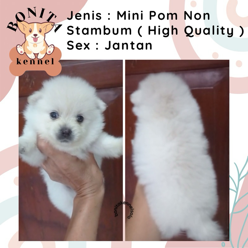 Mini Pom Non Stambum Jantan Betina Anak Anjing Minipom Putih