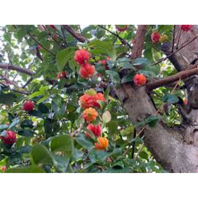 

daun dewandaru segar 25lembar/samsul.herbal