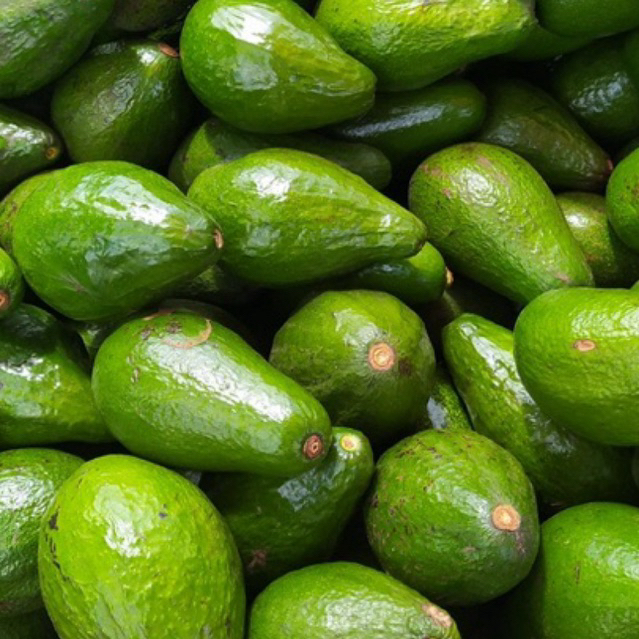 

BUAH ALPUKAT MENTEGA 1KG